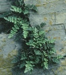 Lycophytes and Pteridophytes; Click to view plants from this group