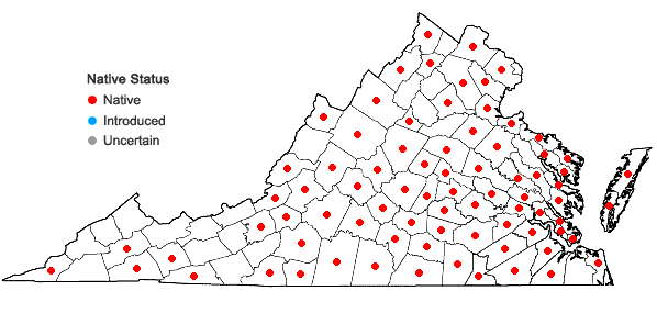 Locations ofAcalypha gracilens Gray in Virginia