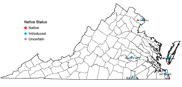 Locations ofAcanthospermum australe (Loefl.) Kuntze in Virginia