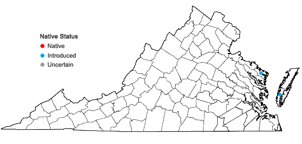 Locations ofAcanthospermum hispidum DC. in Virginia