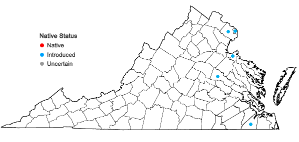 Locations ofAcer palmatum Thunb. in Virginia