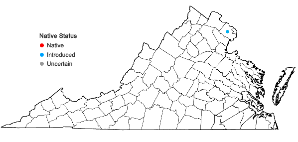Locations ofAcorus gramineus Sol. ex Aiton in Virginia