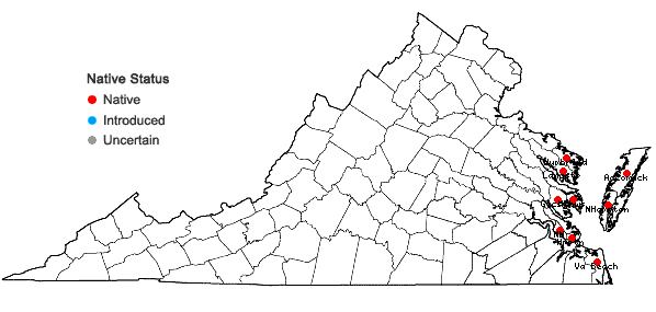 Locations ofAgalinis maritima (Raf.) Raf. var. maritima in Virginia