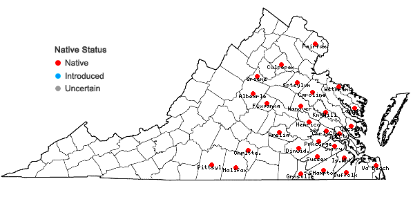 Locations ofAgalinis setacea (J.F. Gmel.) Raf. in Virginia