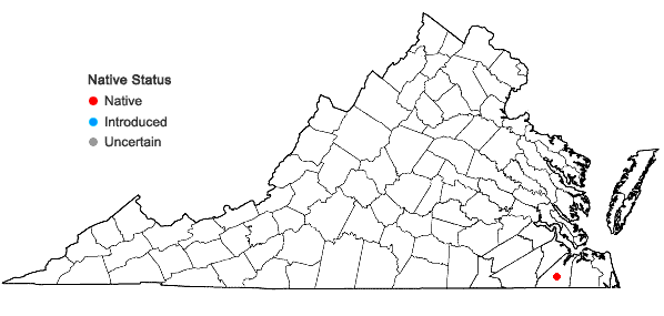 Locations ofAgalinis virgata Raf. in Virginia