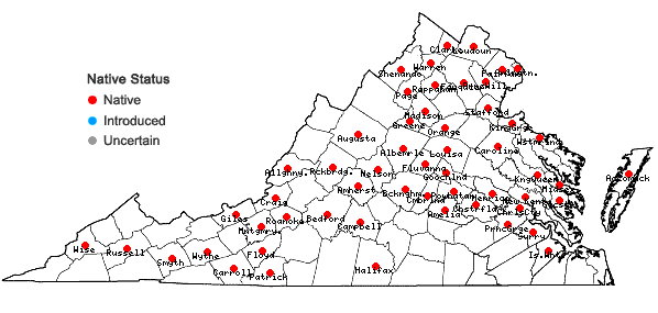 Locations ofAgastache nepetoides (L.) Kuntze in Virginia