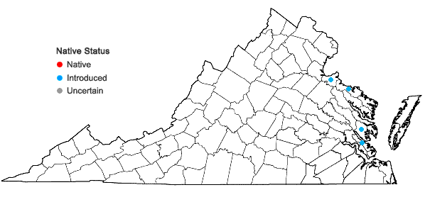 Locations ofAjuga chamaepitys (L.) Schreb. in Virginia