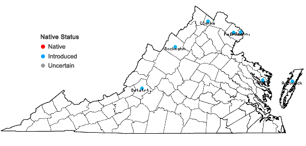 Locations ofAlcea rosea L. in Virginia