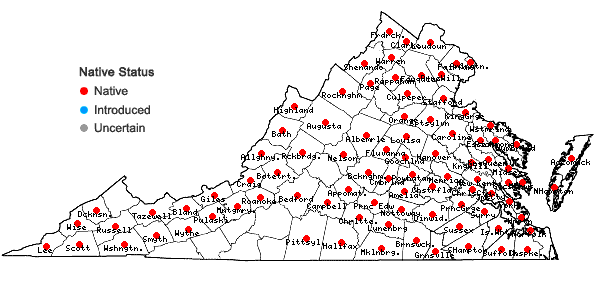 Locations ofAlisma subcordatum Rafinesque in Virginia