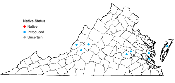Locations ofAllium ampeloprasum L. in Virginia