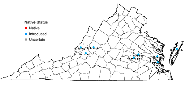 Locations ofAllium ampeloprasum L. in Virginia
