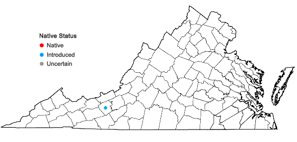 Locations ofAmaranthus australis (Gray) Sauer in Virginia