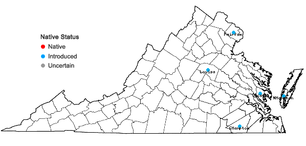 Locations ofAmaranthus viridis L. in Virginia