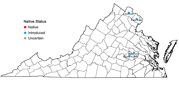 Locations ofAmbrosia psilostachya DC. in Virginia