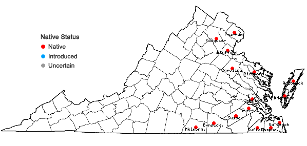 Locations ofAmmannia latifolia L. in Virginia