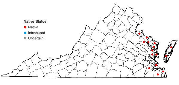 Locations ofAmmophila breviligulata Fern. in Virginia