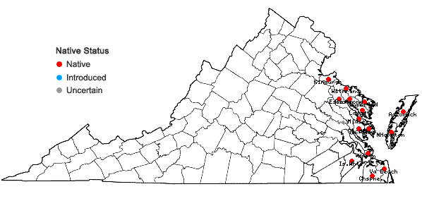Locations ofAmmophila breviligulata Fern. in Virginia