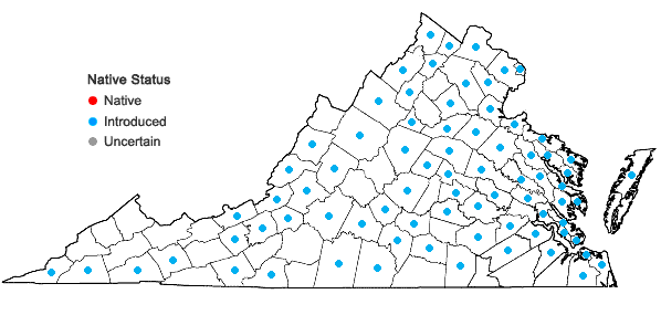 Locations ofAnagallis arvensis L. in Virginia