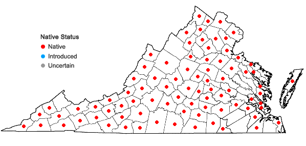 Locations ofAndersonglossum virginianum (L.) J.I. Cohen in Virginia