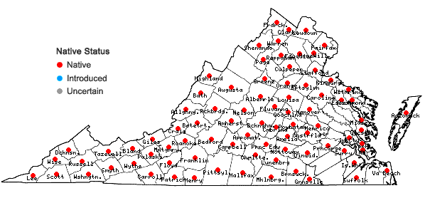 Locations ofAndersonglossum virginianum (L.) J.I. Cohen in Virginia