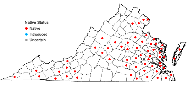 Locations ofAndropogon glomeratus (Walt.) B.S.P. in Virginia
