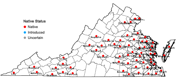 Locations ofAndropogon glomeratus (Walt.) B.S.P. in Virginia