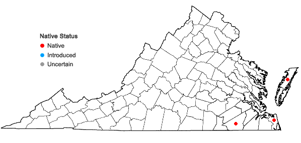Locations ofAndropogon glomeratus (Walt.) B.S.P. var. pumilus (Vasey) Dewey in Virginia