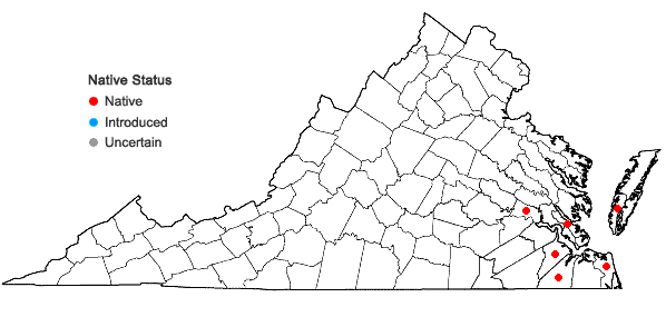 Locations ofAndropogon glomeratus (Walt.) B.S.P. var. hirsutior (Hack.) C. Mohr in Virginia