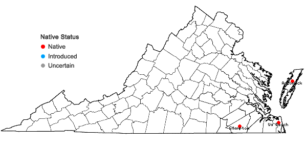 Locations ofAndropogon tenuispatheus (Nash) Nash in Virginia