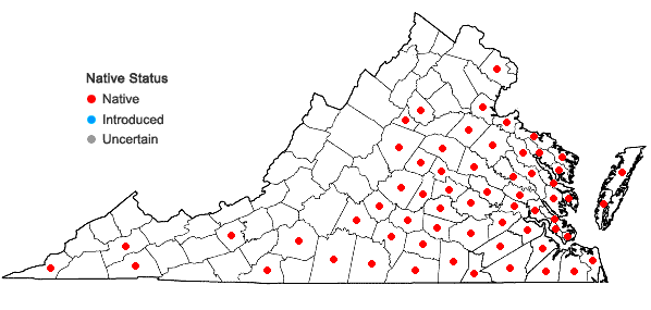 Locations ofAndropogon ternarius Michx. var. ternarius in Virginia