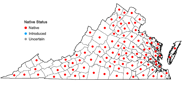 Locations ofAndropogon virginicus L. var. virginicus in Virginia