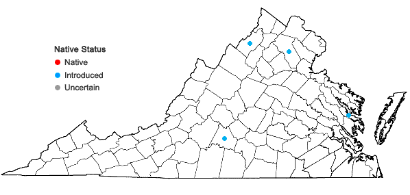 Locations ofAnethum graveolens L. in Virginia