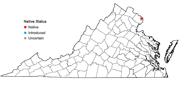 Locations ofArchidium alternifolium (Dicks. & Hedw.) Schimp. in Virginia