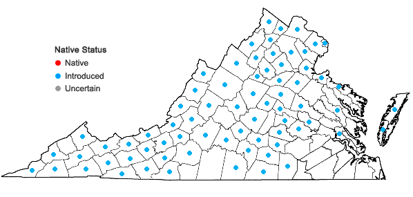 Locations ofArctium minus Bernh. in Virginia