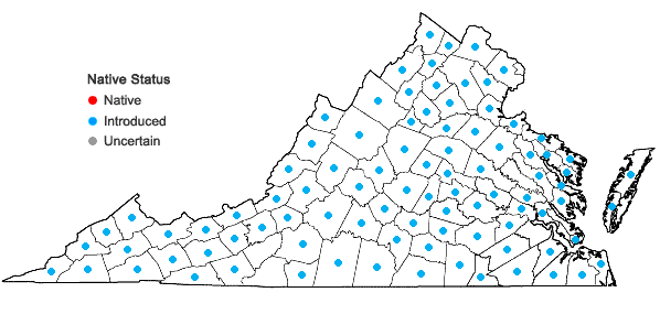 Locations ofArenaria serpyllifolia L. in Virginia
