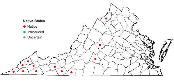 Locations ofArundinaria gigantea (Walt.) Muhl. in Virginia