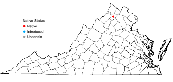 Locations ofAsplenium ×gravesii Maxon in Virginia