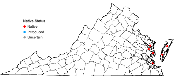 Locations ofAtriplex mucronata Raf. in Virginia