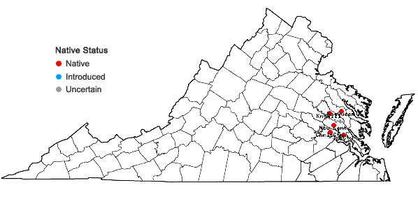 Locations ofBacopa innominata (G. Maza) Alain in Virginia