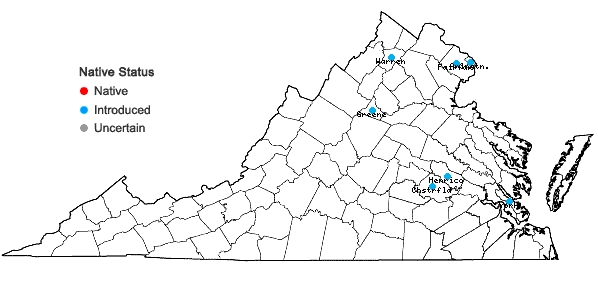 Locations ofBerberis julianae Schneider in Virginia