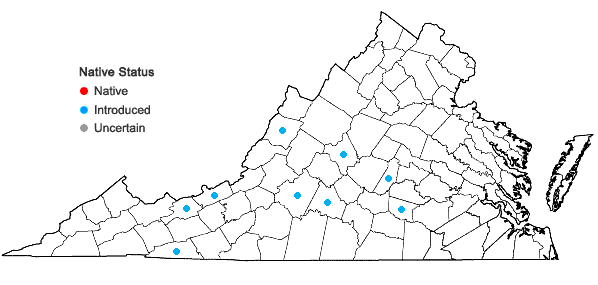 Locations ofBerteroa incana (Linnaeus) A. P. DeCandolle in Virginia