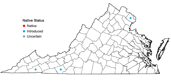 Locations ofBetula pendula Roth in Virginia