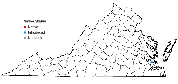 Locations ofBoerhavia coccinea P. Miller in Virginia