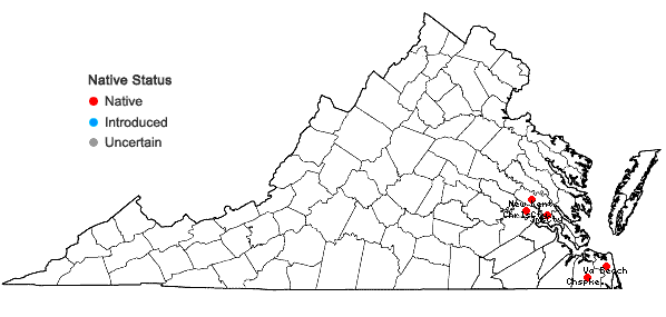 Locations ofBoltonia asteroides (L.) L'Her. var. glastifolia (Hill) Fern. in Virginia