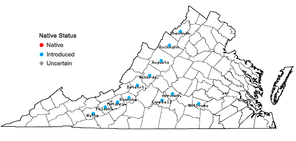 Locations ofBothriochloa torreyana (Steud.) Scrivanti & Antón in Virginia
