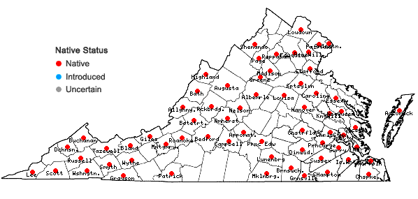 Locations ofBrachythecium laetum (Brid.) Schimp. in Virginia