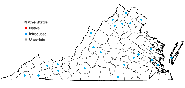 Locations ofBrassica nigra (Linnaeus) W. D. Koch in Virginia