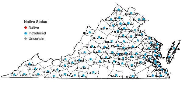 Locations ofBrassica rapa Linnaeus in Virginia