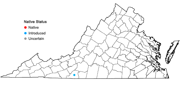 Locations ofBraya humilis (C. A. Meyer) Robinson ssp. humilis in Virginia