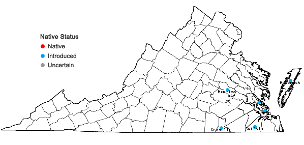 Locations ofBriza minor L. in Virginia